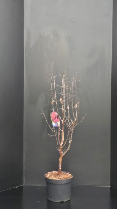 Acer griseum, D 29