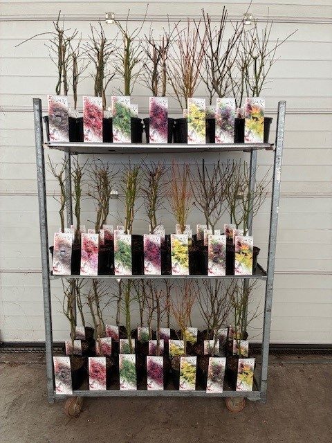 Acer mix P19 5/8 species, D 19