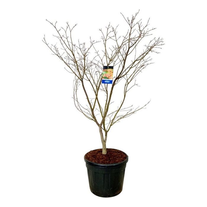 Acer North Wind ®, D 60