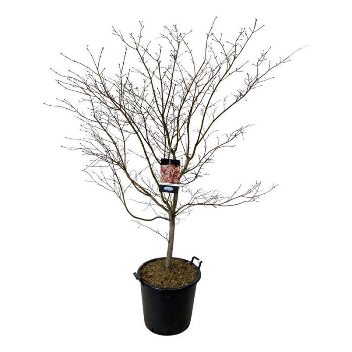 Acer North Wind ®, D 50