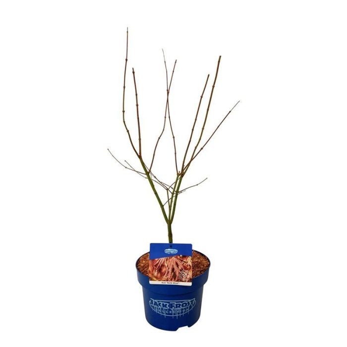 Acer North Wind ®, D 23