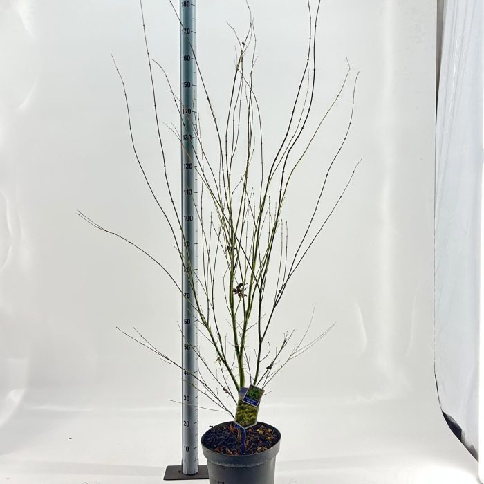 Acer pal. 'Aoyagi', D 29