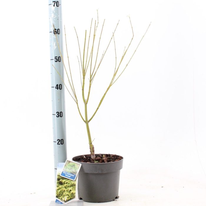 Acer pal. 'Aoyagi', D 19