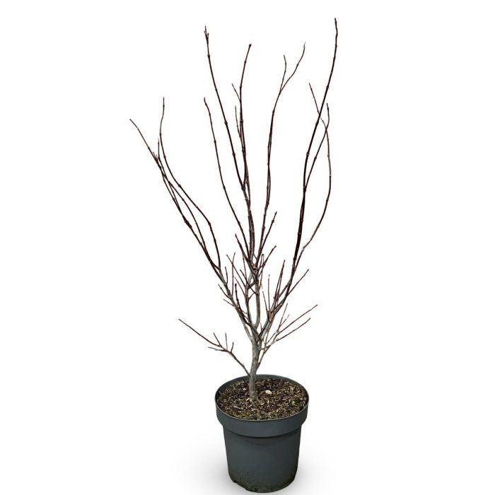 Acer pal. 'Atropurpureum', D 32