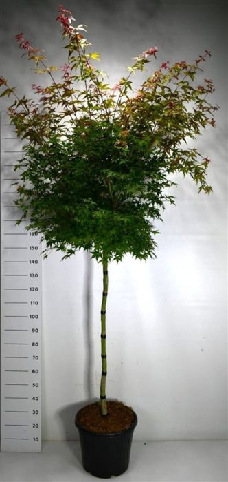 Acer pal. 'Beni-maiko', D 40