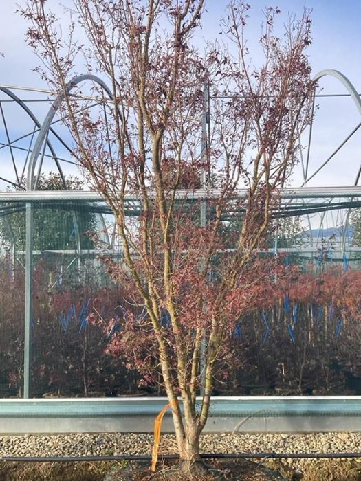Acer pal. 'Butterfly', D 92