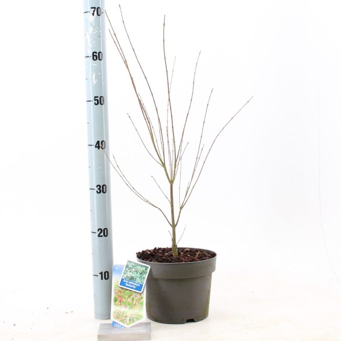 Acer pal. 'Butterfly', D 19
