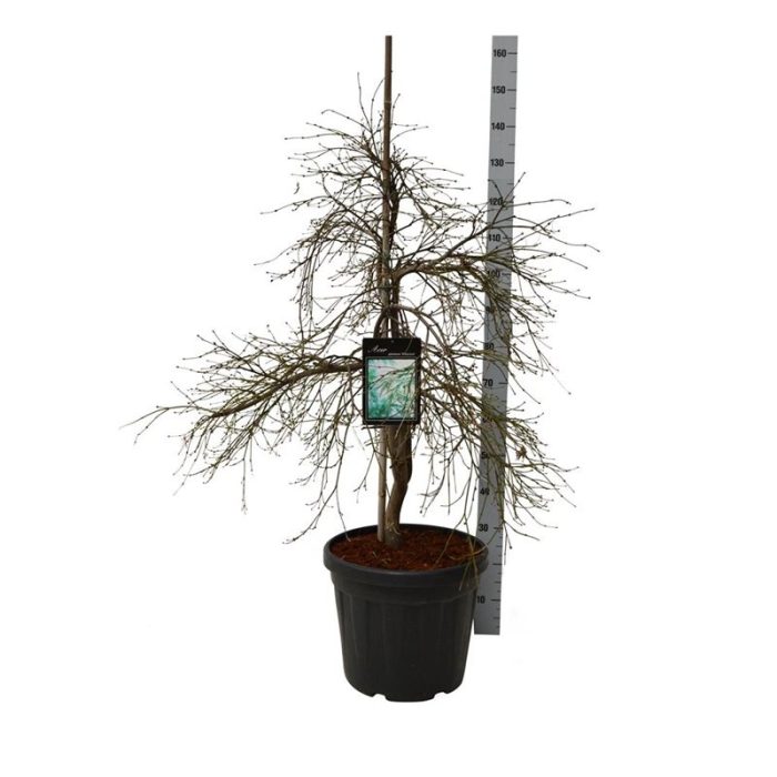 Acer pal. 'Dissectum', D 40