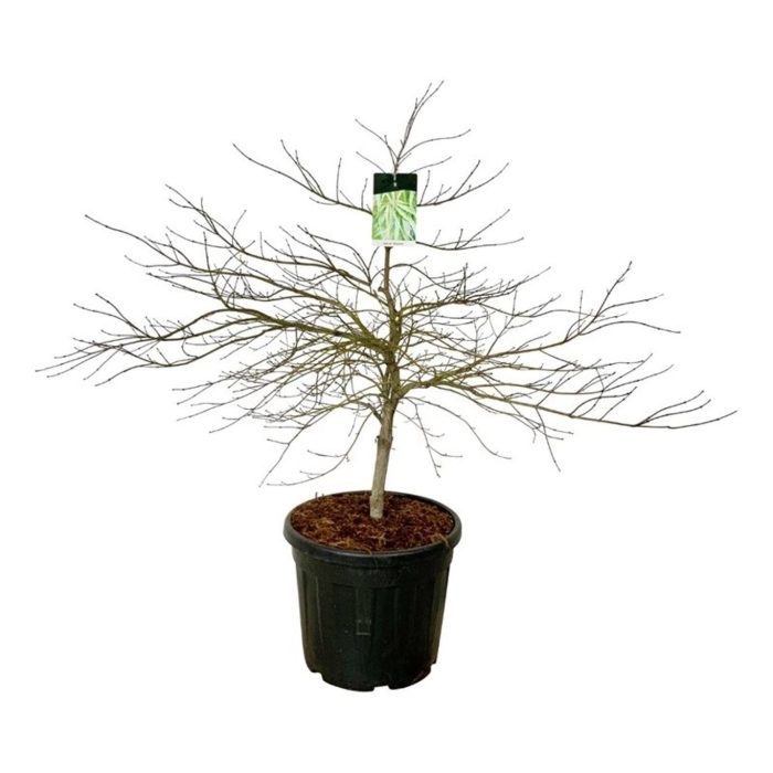 Acer pal. 'Dissectum', D 50