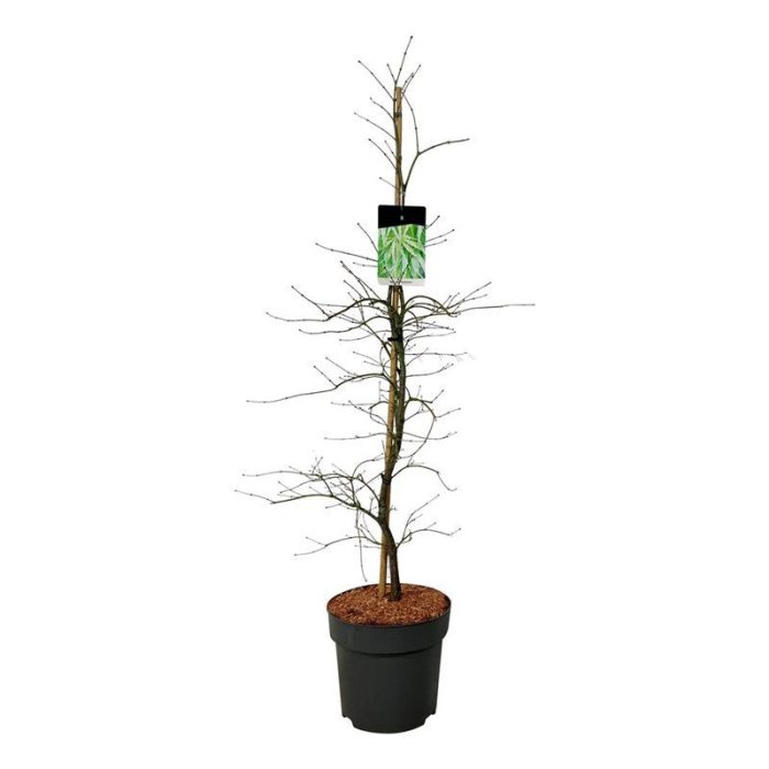 Acer pal. 'Dissectum', D 31