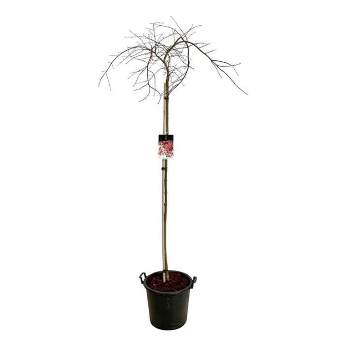 Acer pal. 'Garnet', D 40