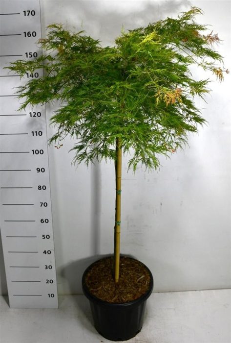 Acer pal. 'Green Lace', D 38