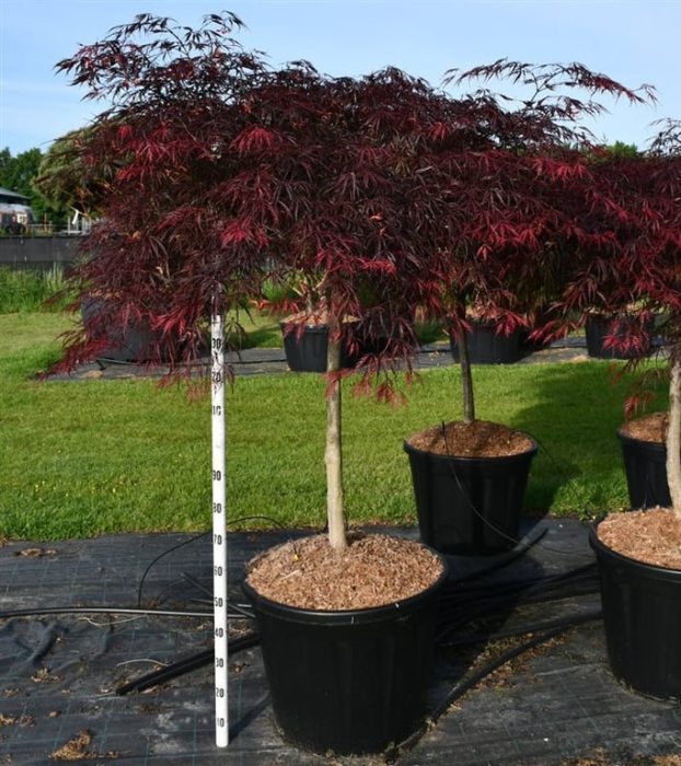 Acer pal. 'Inaba-shidare', D 65
