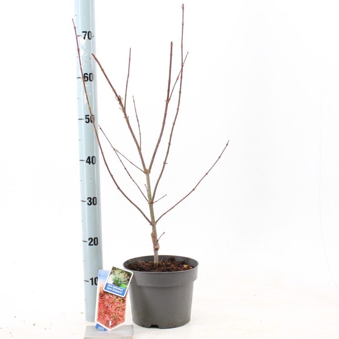 Acer pal. 'Jerre Schwartz', D 19