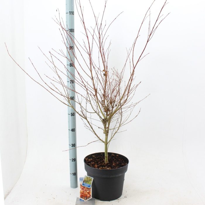 Acer pal. 'Katsura', D 29