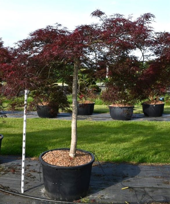 Acer pal. 'Nigrum', D 80