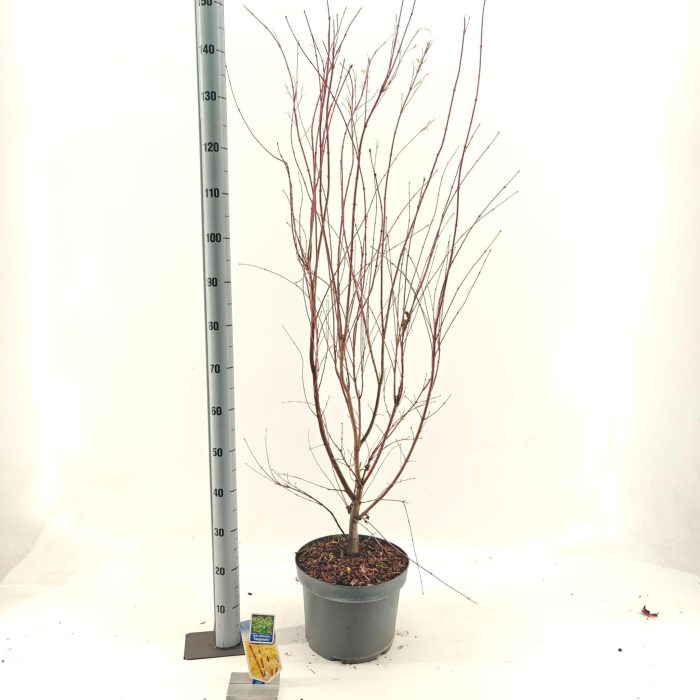 Acer pal. 'Sangokaku', D 29