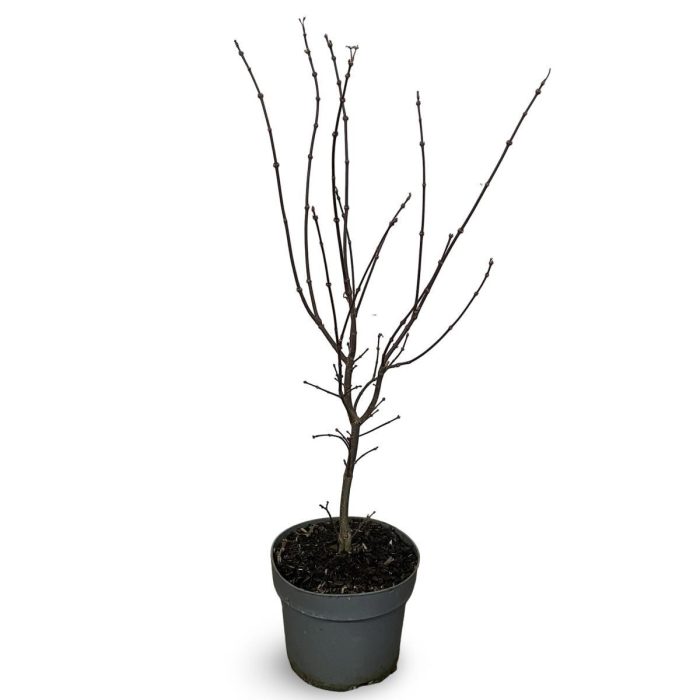 Acer pal. 'Skeeter's Broom', D 21