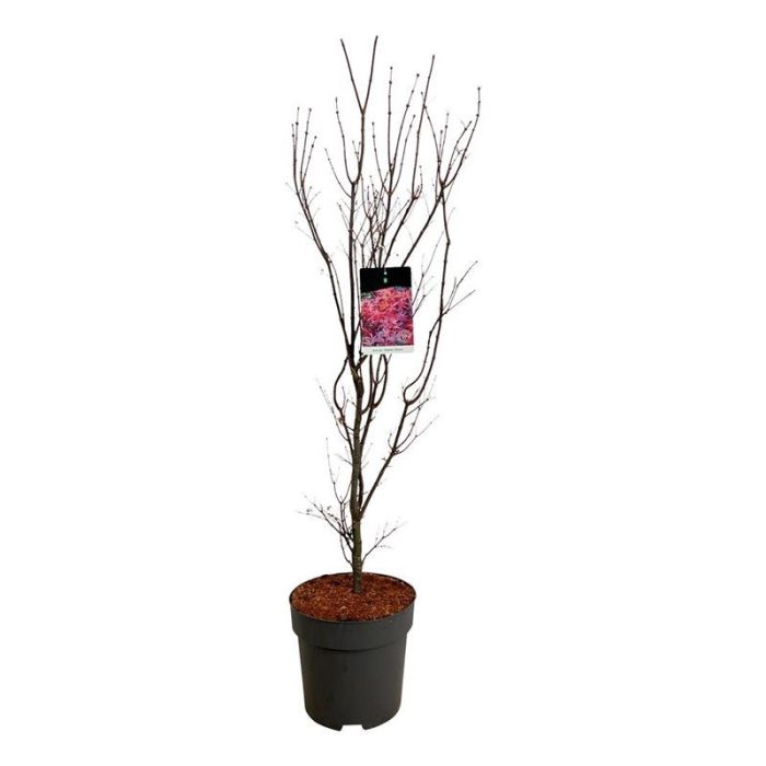 Acer pal. 'Skeeter's Broom', D 31