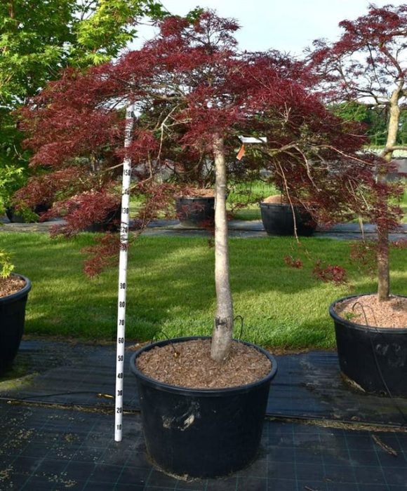 Acer pal. 'Stella Rossa', D 80