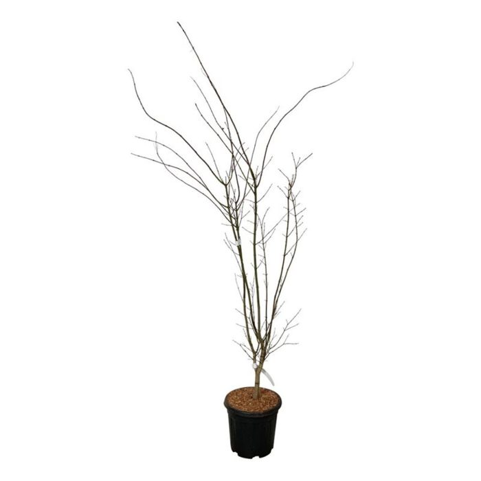 Acer pal. 'Summer Gold', D 32