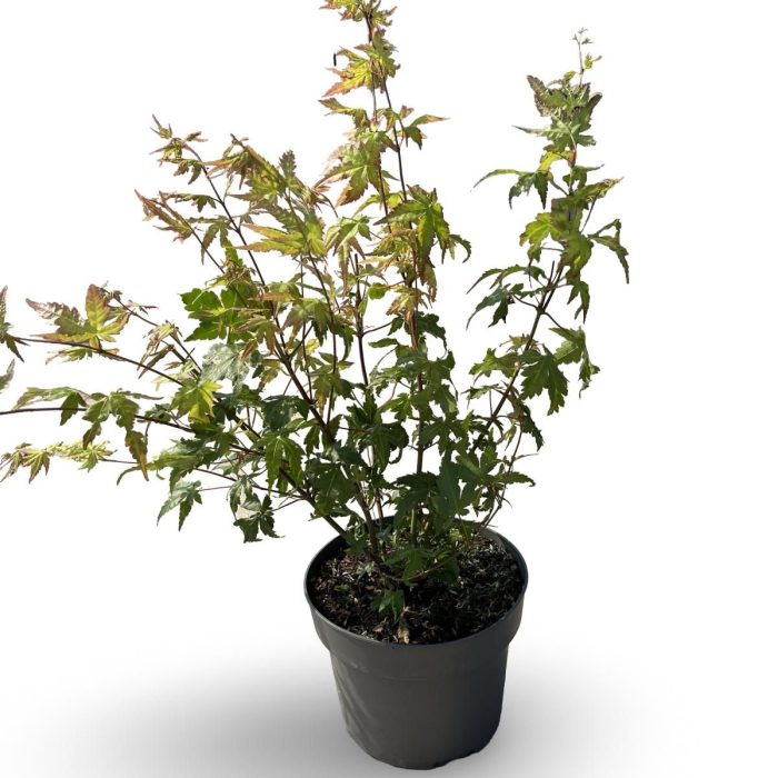 Acer pal. 'Summer Gold', D 21