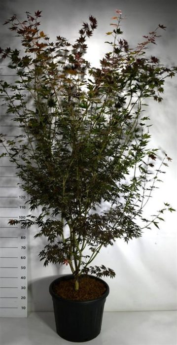 Acer pal. 'Trompenburg', D 55
