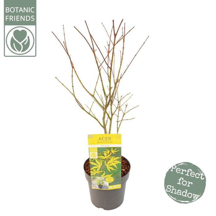 Acer palm. 'Anne Irene' ®, D 19