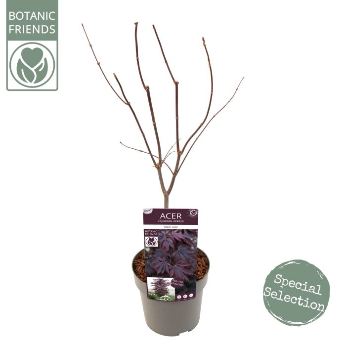 Acer palm. 'Black Lace' ® PREMIUM, D 19
