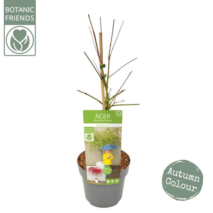 Acer palm. 'Emerald Lace', D 19