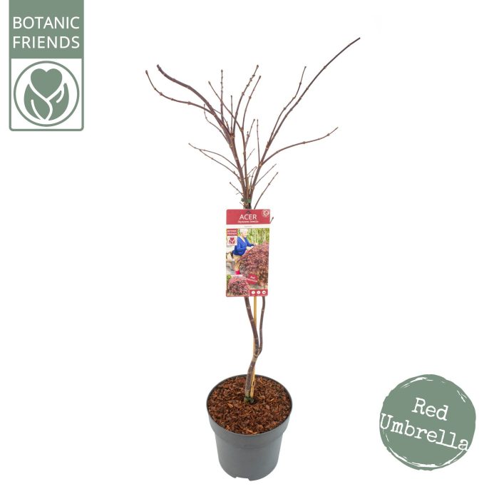 Acer palm. 'Garnet', D 24