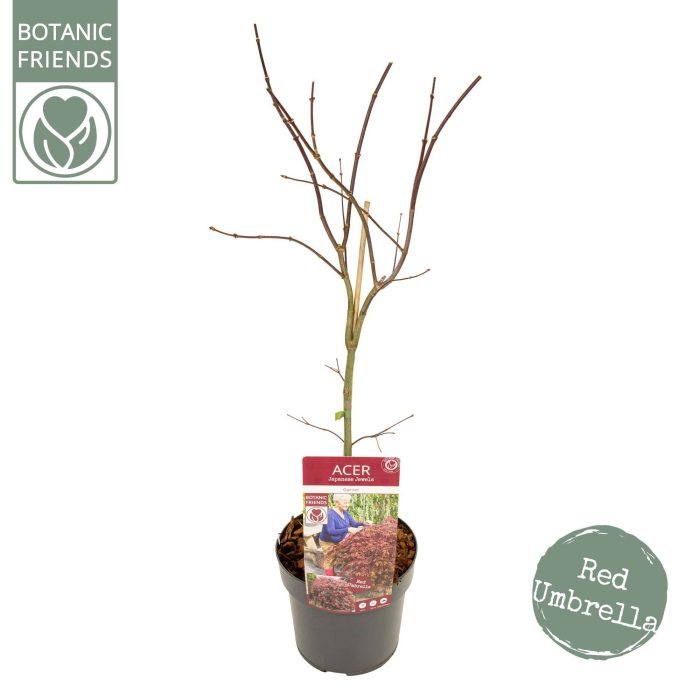 Acer palm. 'Garnet' PREMIUM, D 19