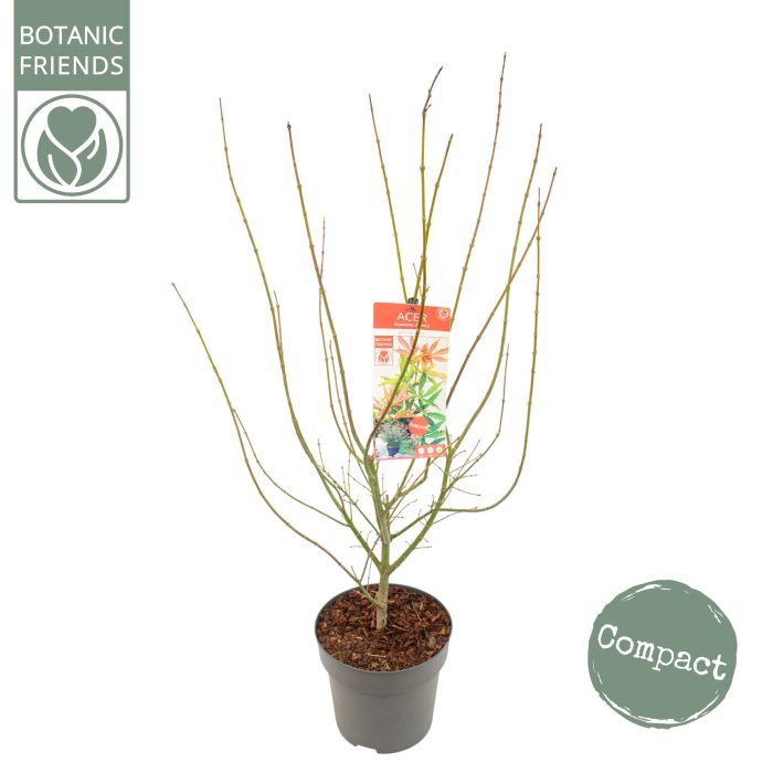 Acer palm. 'Jerre Schwartz', D 29