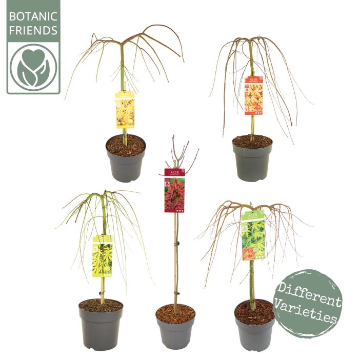 Acer palm. 'MIX' laagstam, D 29