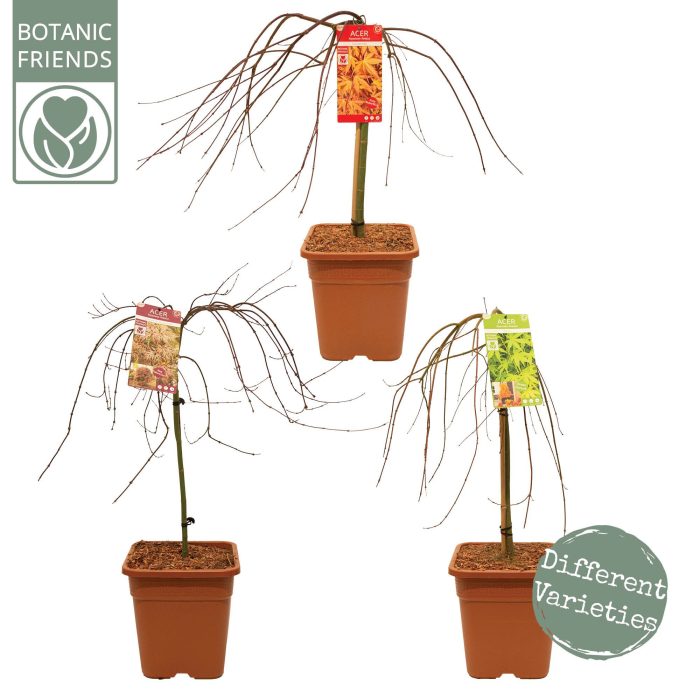 Acer palm. 'MIX' VK14 laagstam, D 28