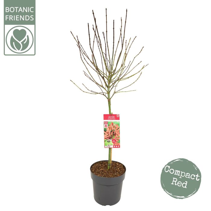 Acer palm. 'Shaina', D 29