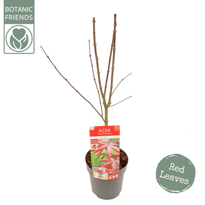 Acer palm. 'Starfish' ®, D 19
