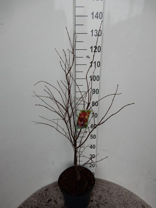 Acer palm. Atropurpureum 80-100 P28, D 28