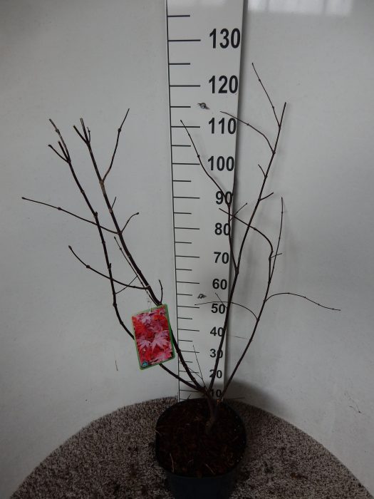 Acer palm. Bloodgood 80-100 P30, D 30