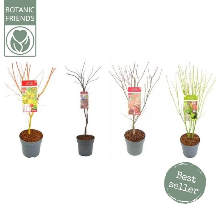 Acer palm. diverse mix, D 24