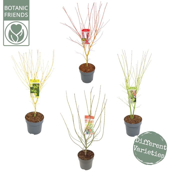 Acer palm. diverse mix, D 29