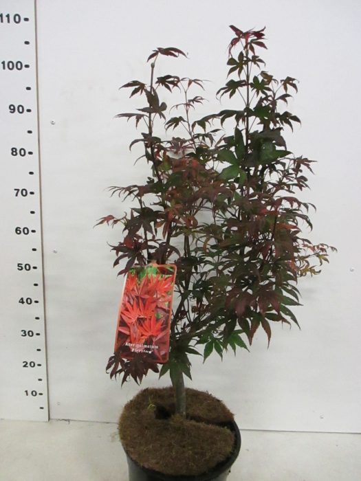 Acer palm. Fireglow 80-100 P28, D 28