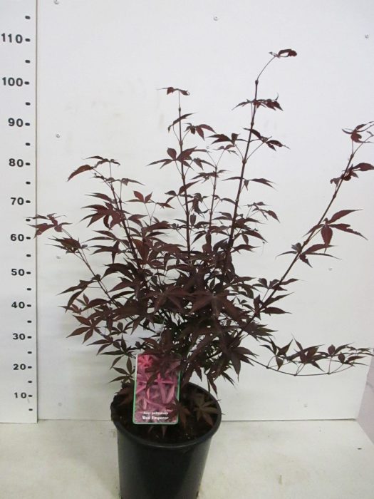 Acer palm. Red Emperor 80-100 P30, D 30