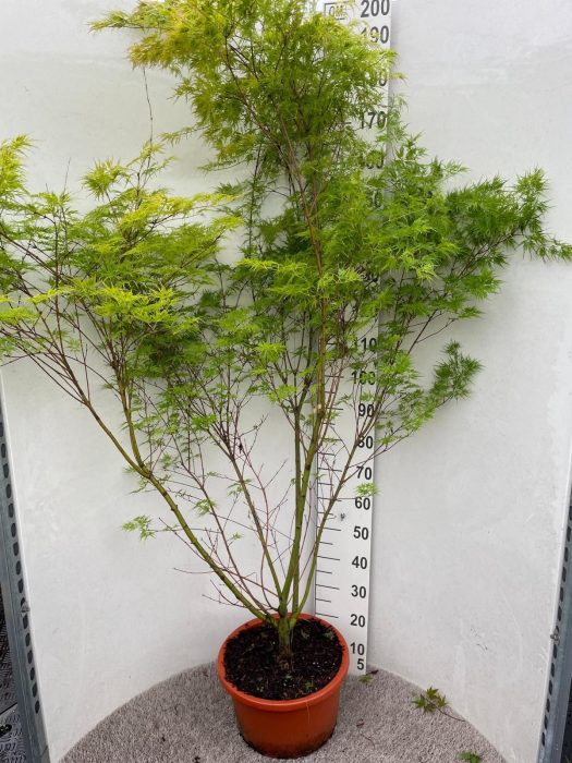 Acer palm. Seiryu 150-175 P34, D 34