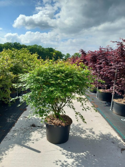 Acer palmatum, D 50