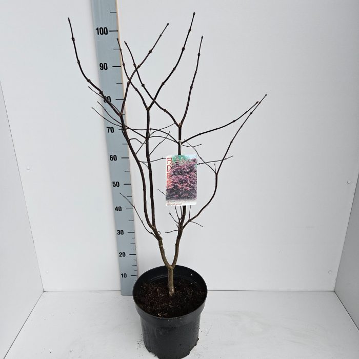 Acer palmatum 'Bloodgood', D 26