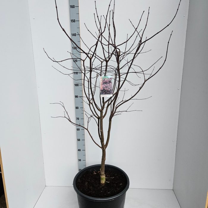 Acer palmatum 'Bloodgood', D 43