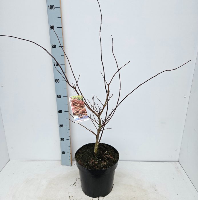 Acer palmatum 'Chitoseyama', D 26