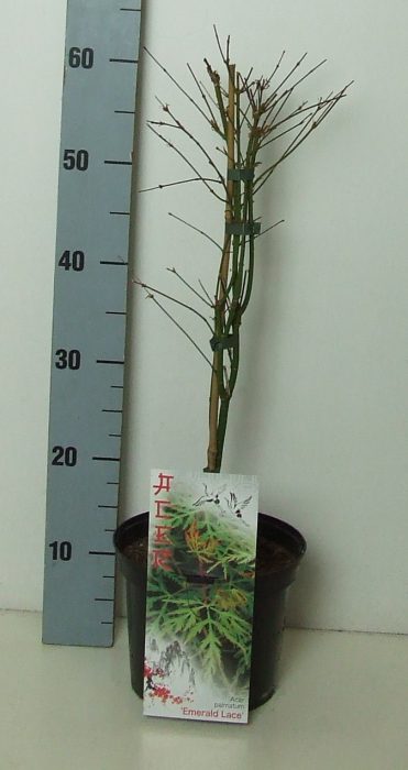 Acer palmatum 'Emerald Lace' P19 Full CC, D 19