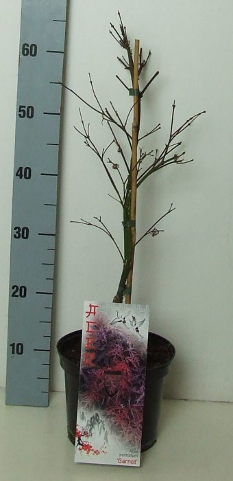 Acer palmatum 'Garnet' P19 Full CC, D 19
